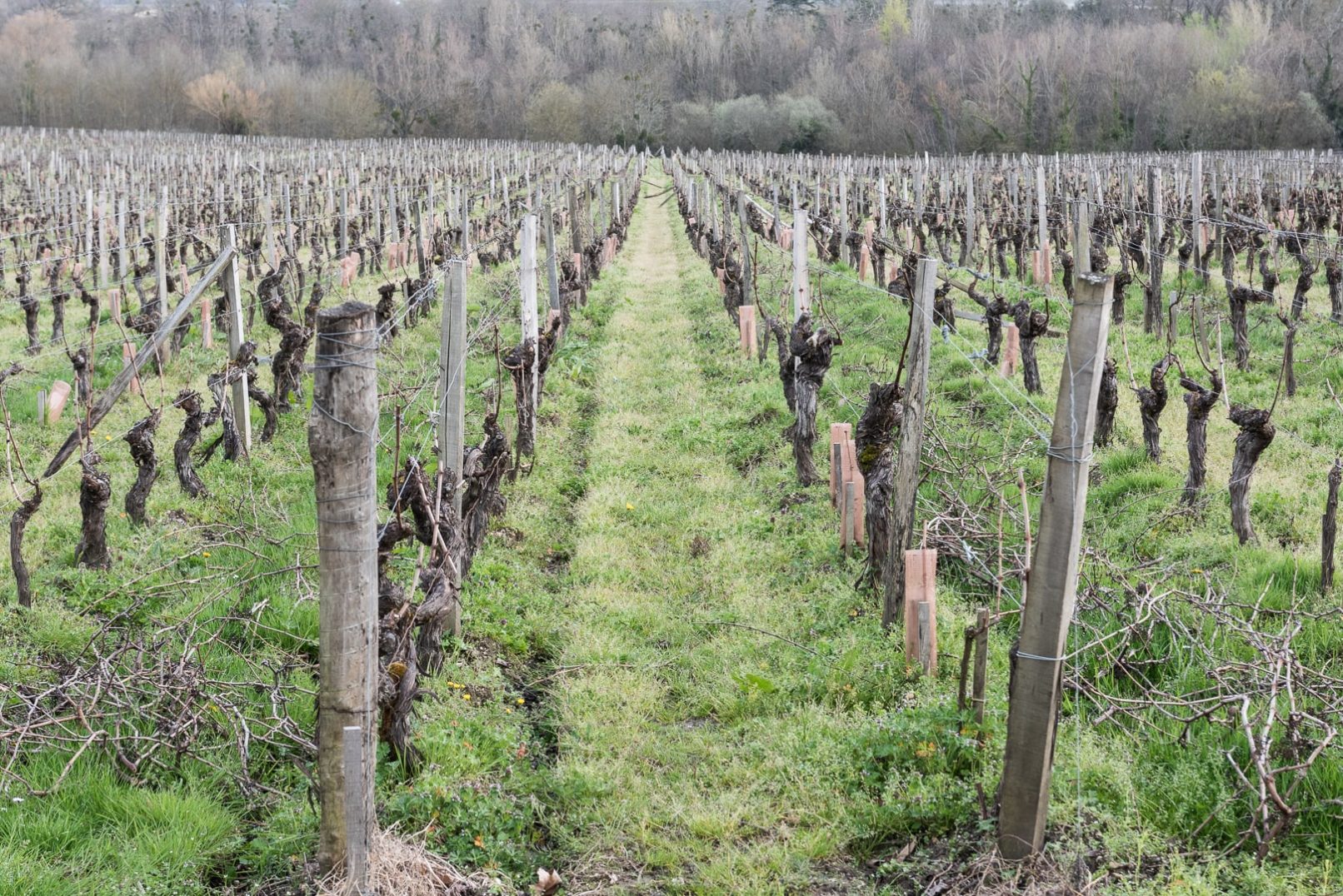 plantation de vigne