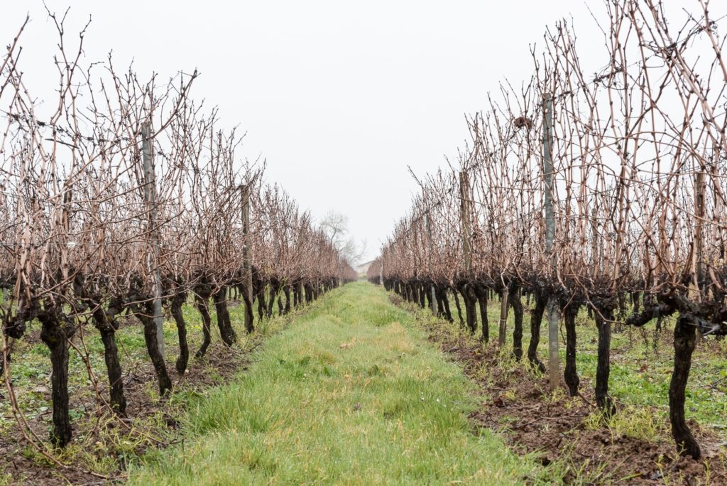 vigne en hiver