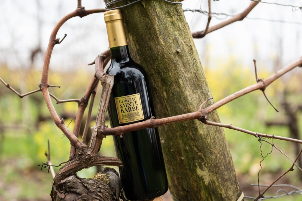 bouteille de vin rouge présentée sur la vigne en hiver