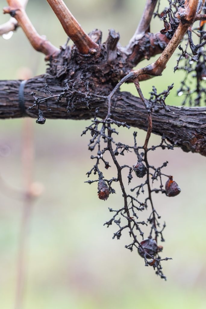 grappe de raisin sur la vigne à la sortie de l'hiver
