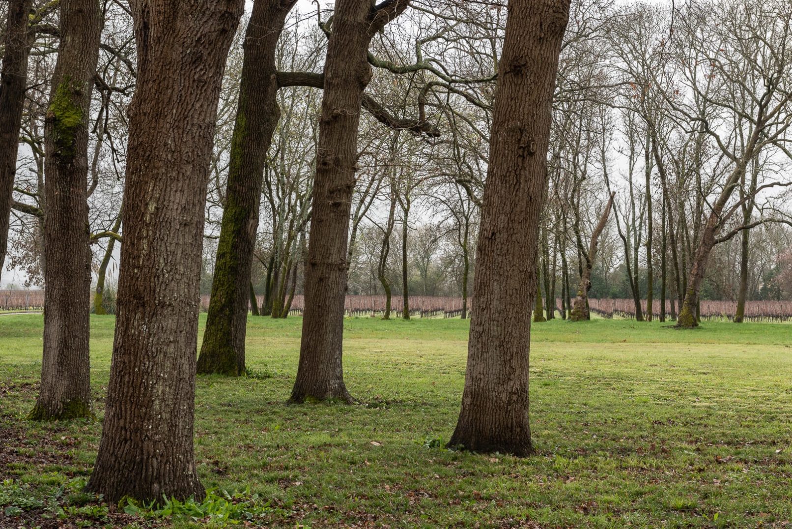 parc d'arbres, d'herbe et au loin les vignes