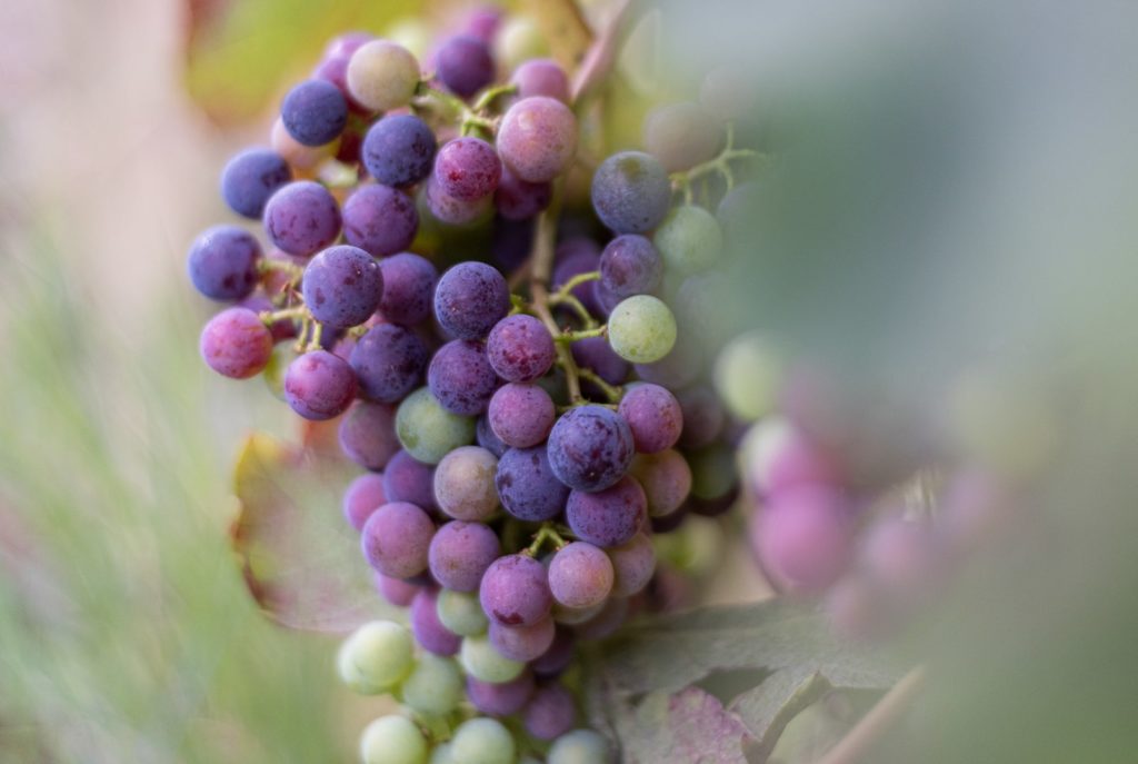 grappe raisin