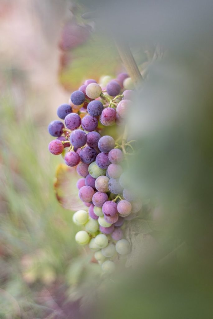 grappe raisin