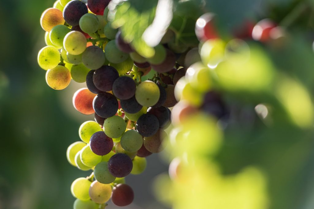 grappe raisin