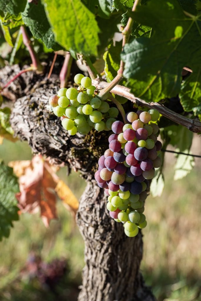 grappe de raisin